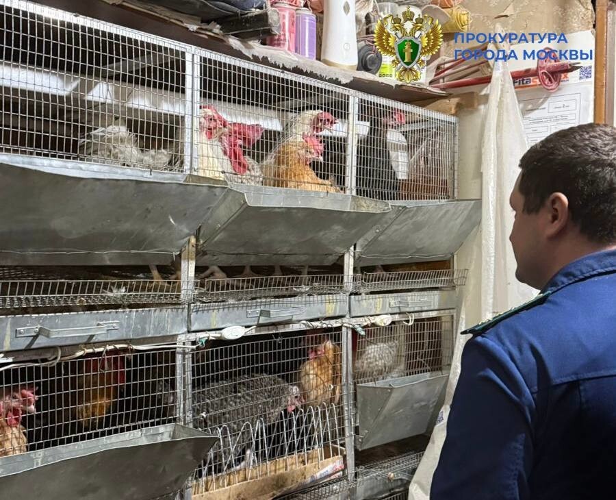 Прокуроры изъяли чернобурую лису, проживавшую в квартире в Москве