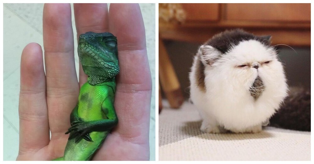 20 одухотворённых мастеров дзена, которые знают о релаксе всё и даже немного больше