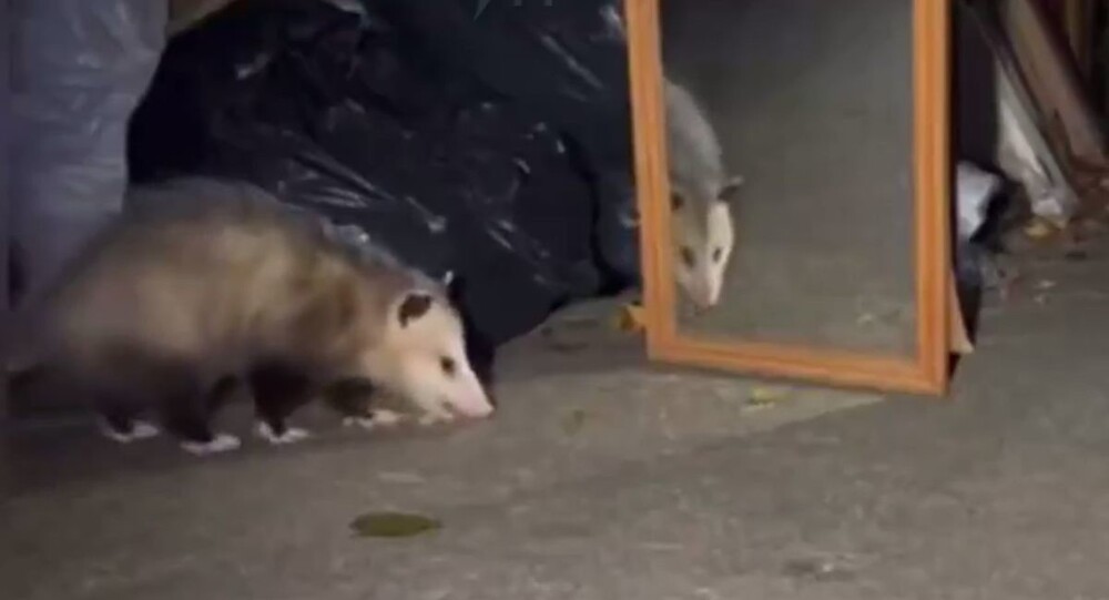 Реакция опоссума на своё отражение в зеркале