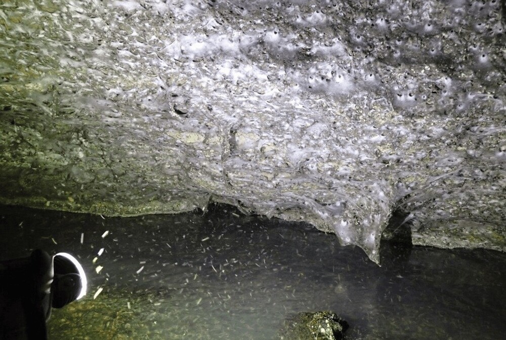 В пещере нашли гигантский "паучий город"