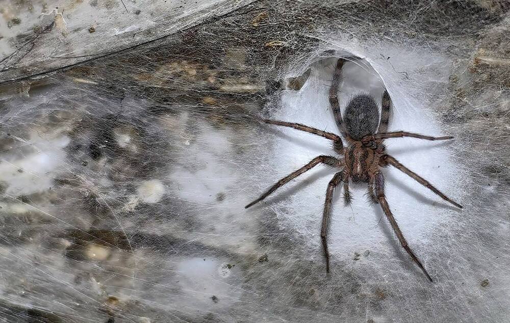 В пещере нашли гигантский "паучий город"