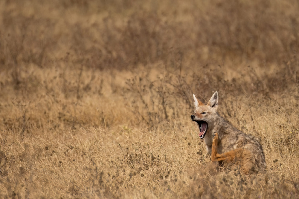 Золотистый волк: самый слабый и маленький хищник в мире