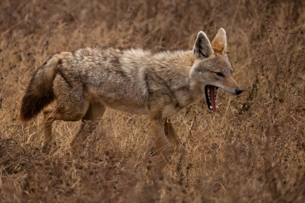 Золотистый волк: самый слабый и маленький хищник в мире