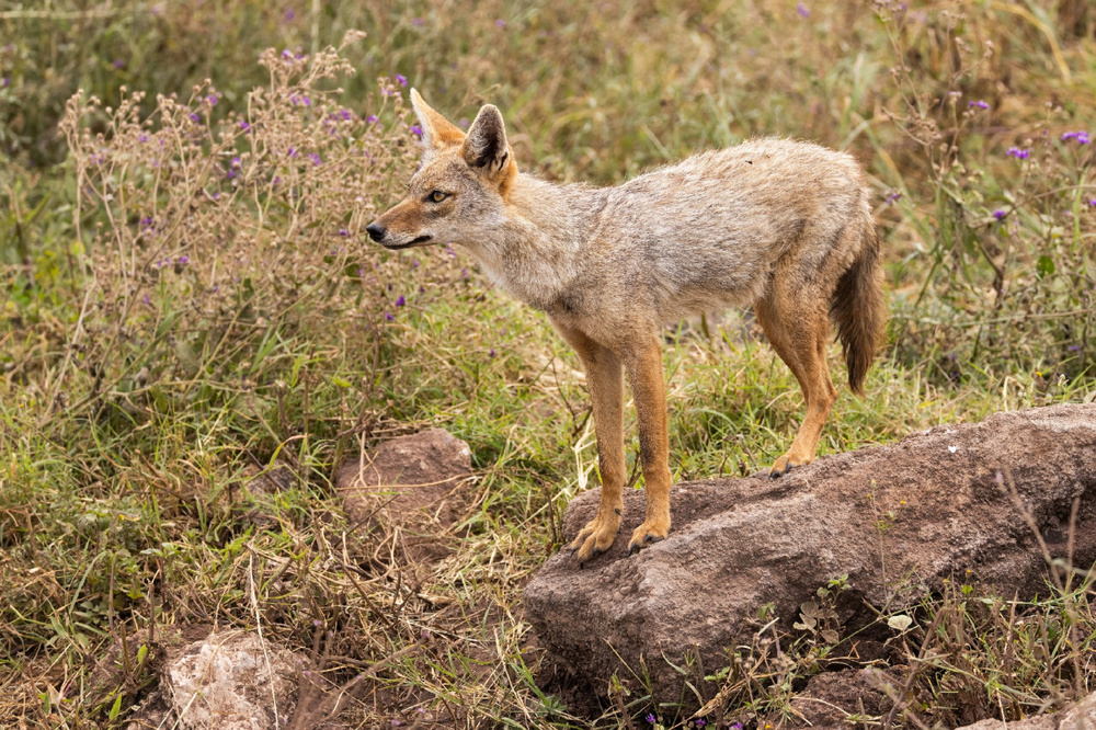 Золотистый волк: самый слабый и маленький хищник в мире