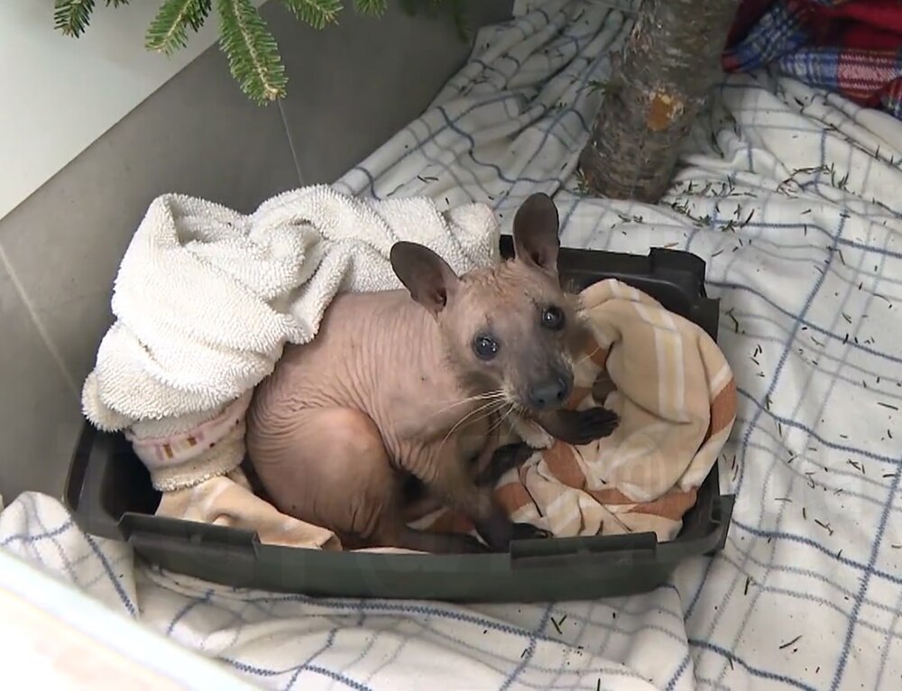 Как выглядит лысый енот