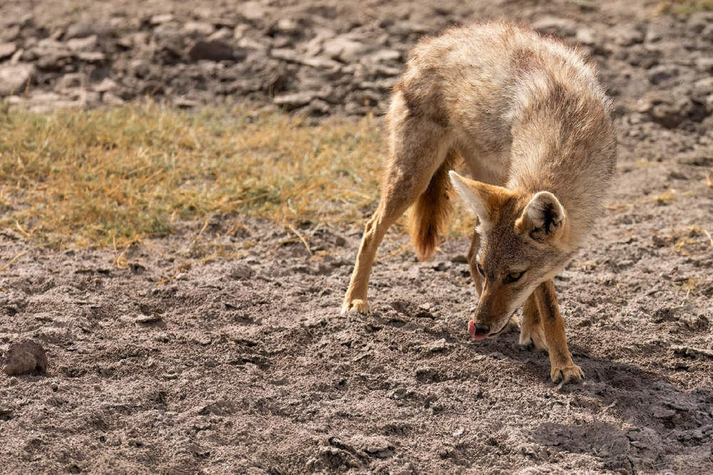 Золотистый волк: самый слабый и маленький хищник в мире