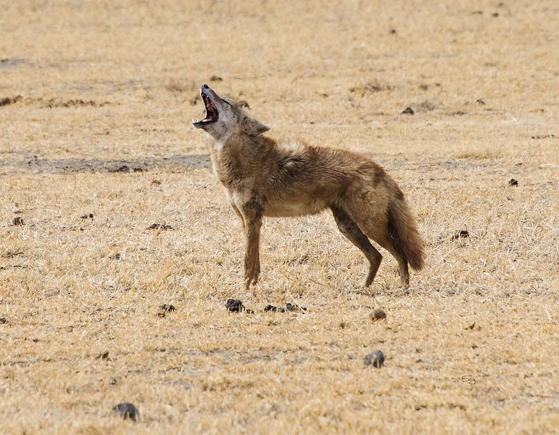 Золотистый волк: самый слабый и маленький хищник в мире