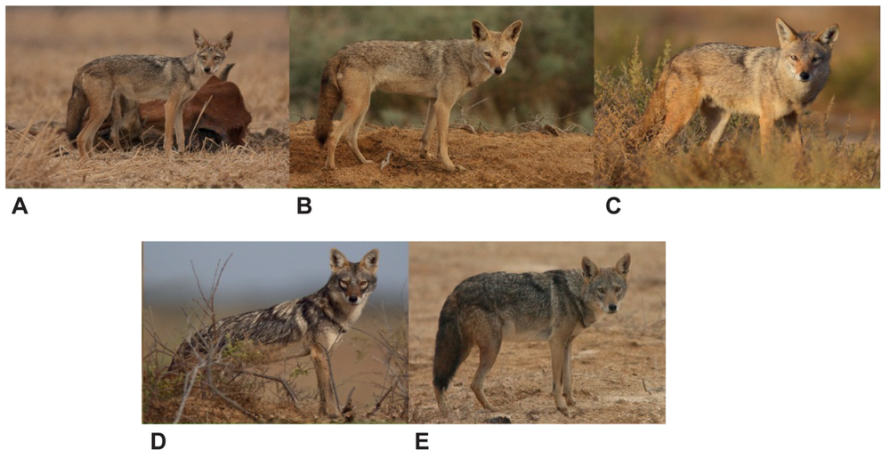 Золотистый волк: самый слабый и маленький хищник в мире