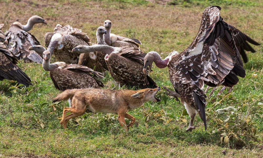 Золотистый волк: самый слабый и маленький хищник в мире