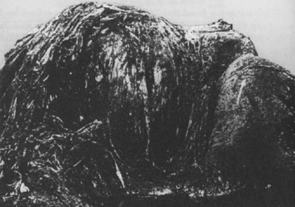 Глобстеры – таинственные бесформенные призраки океана