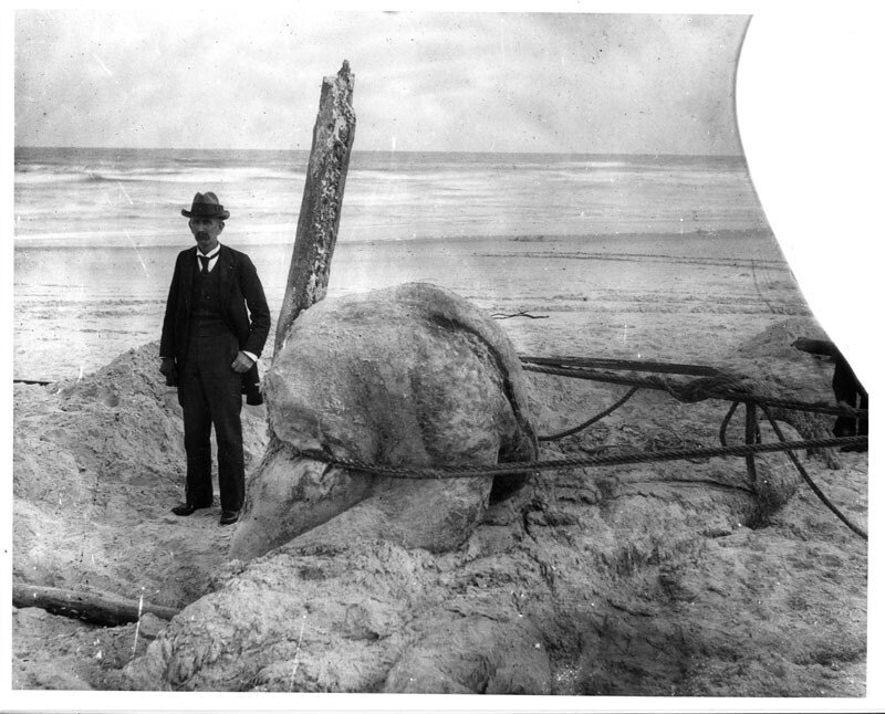 Глобстеры – таинственные бесформенные призраки океана