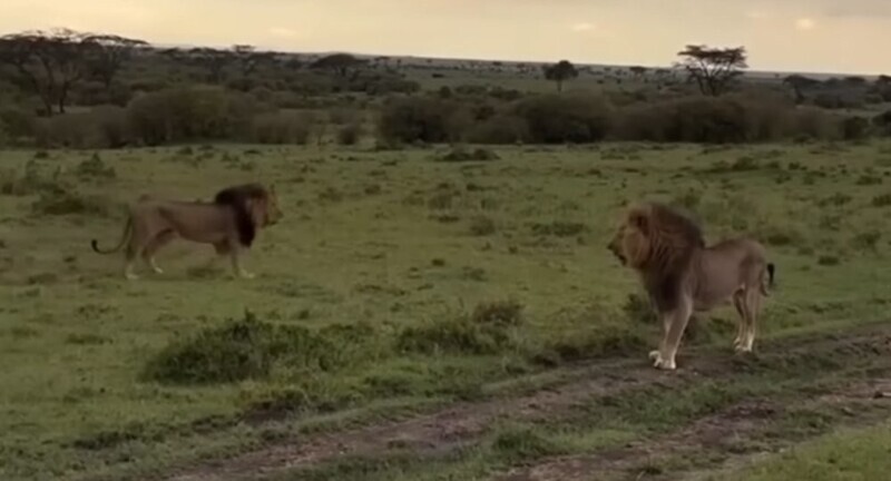 Лев застал львицу с другим самцом