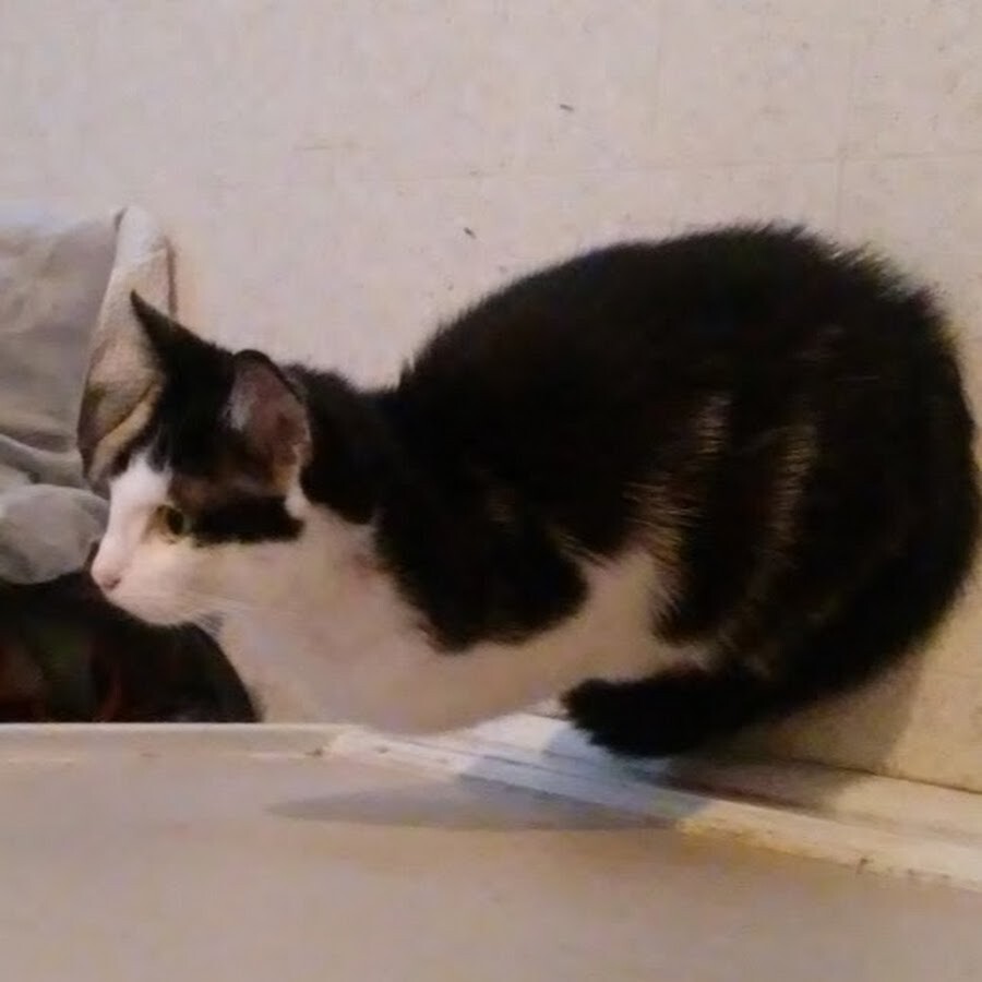 7. Котоневесомость