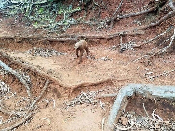 18. А вы видите мартышку?