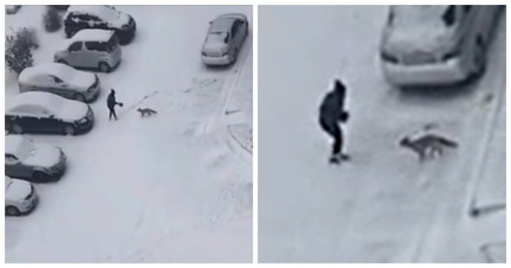 Лиса напала на девушку в Новосибирске