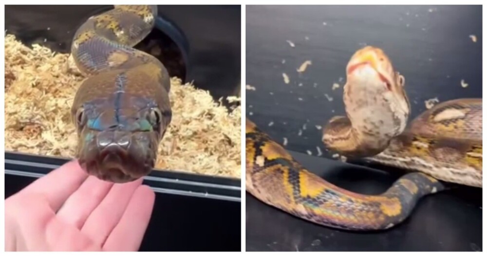 А вы видели, как чихают змеи?⁠⁠