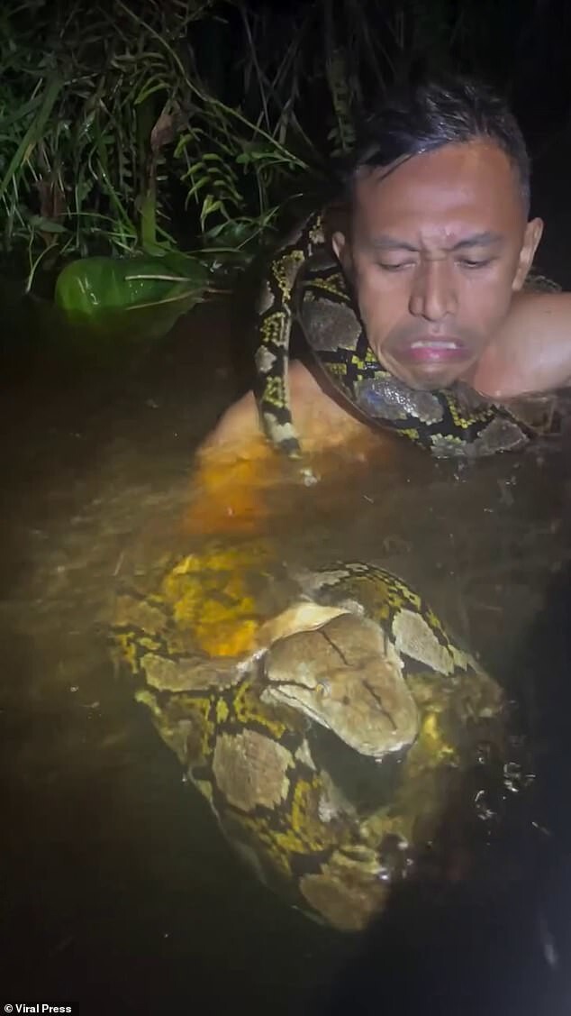 Жуткий момент: шестиметровый питон обвивается вокруг шеи гида на Борнео