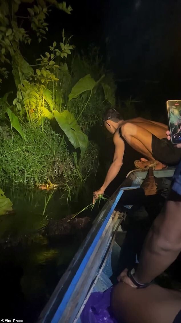 Жуткий момент: шестиметровый питон обвивается вокруг шеи гида на Борнео