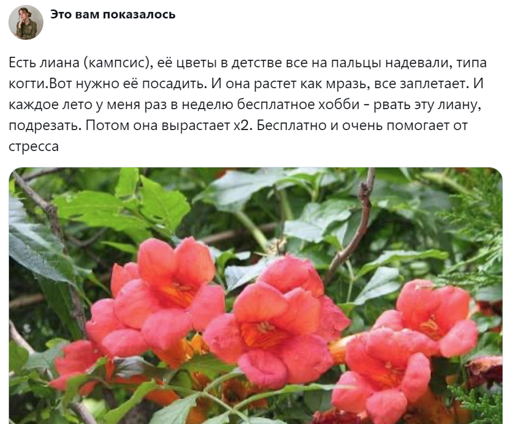 4. Лиана - дивный способ борьбы со стрессом