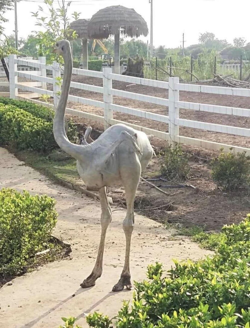 16. Страус без перьев 