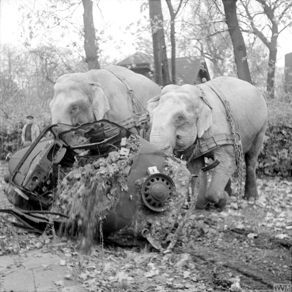 6. Два цирковых слона, Кири и Мэни, перемещают разбитую машину во время послевоенных работ по очистке Гамбурга, 5 ноября 1945 года