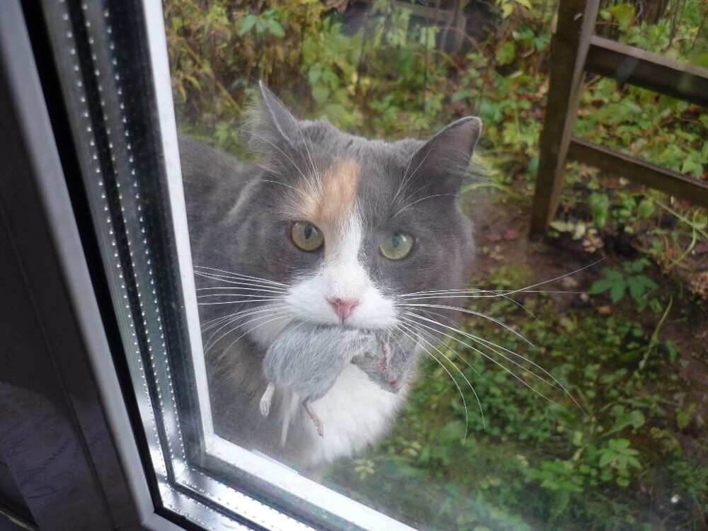 9. Будет исполнено