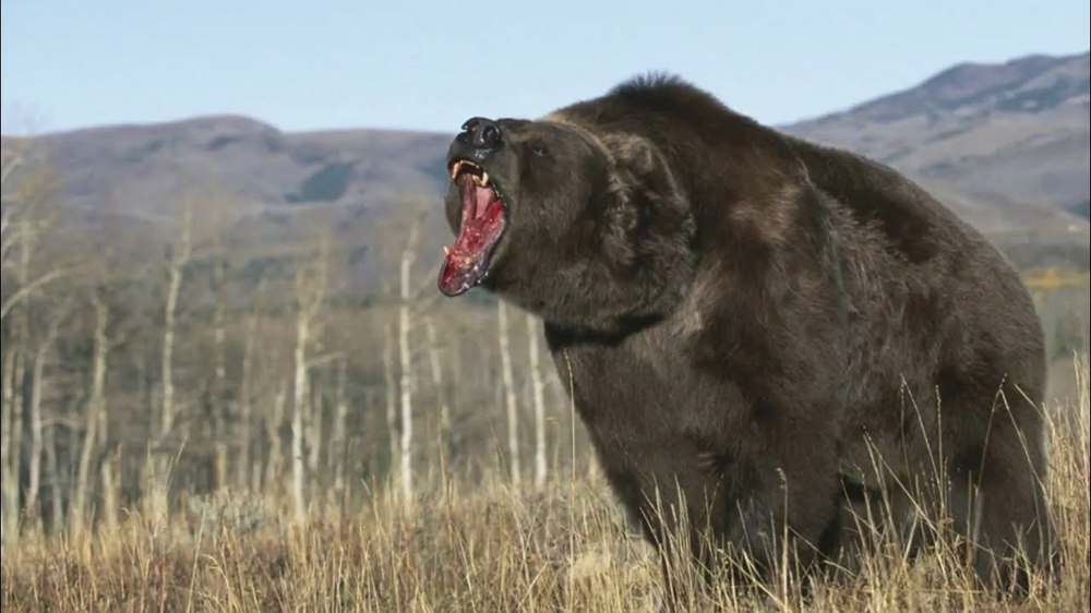 Почему есть мясо медведя смертельно опасно?