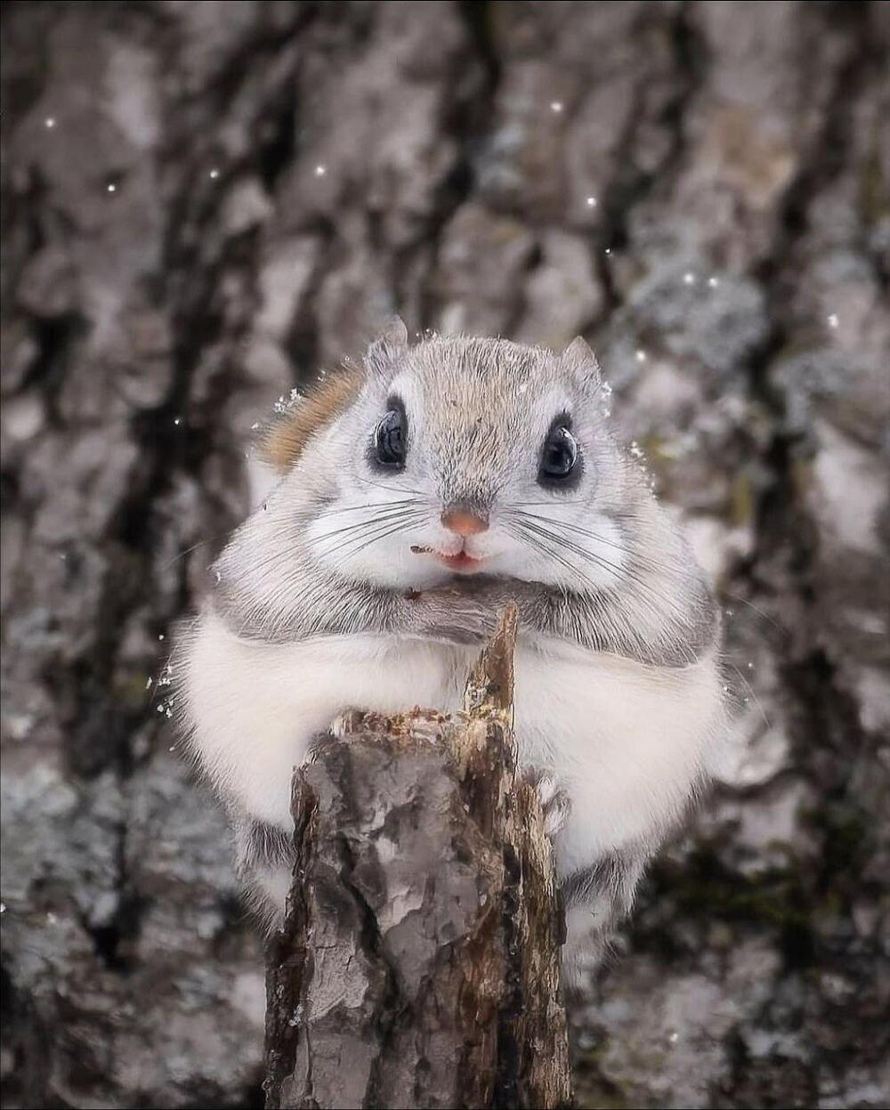 Фотограф заснял милого жителя тайги