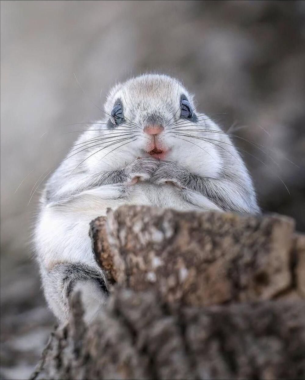 Фотограф заснял милого жителя тайги