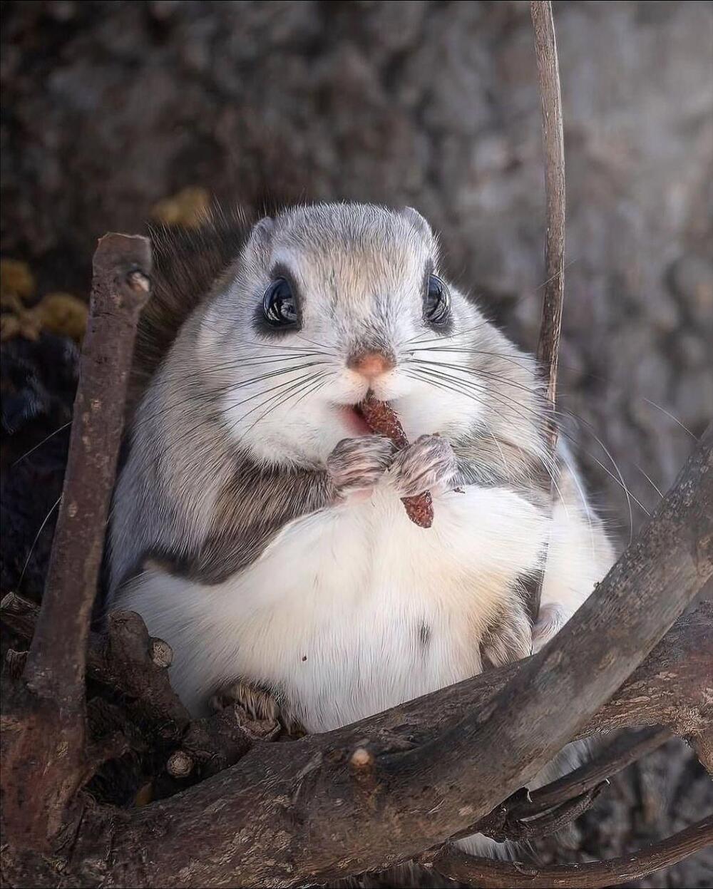 Фотограф заснял милого жителя тайги