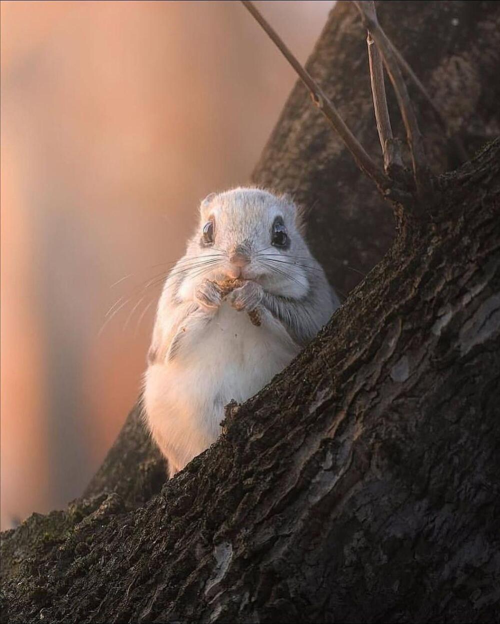 Фотограф заснял милого жителя тайги