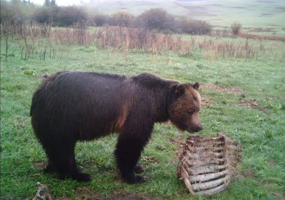 Почему есть мясо медведя смертельно опасно?