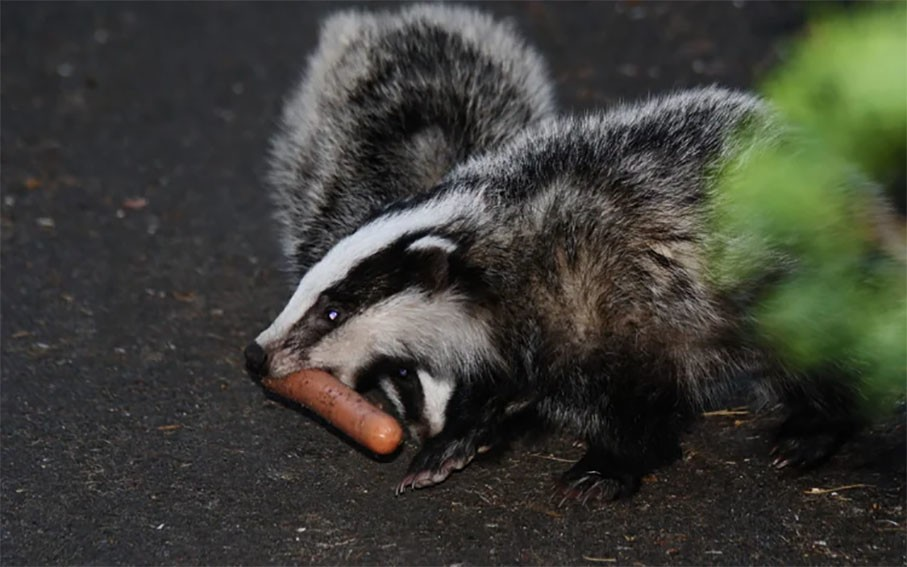 Барсук: обитает по всей России, но вы его не встретите