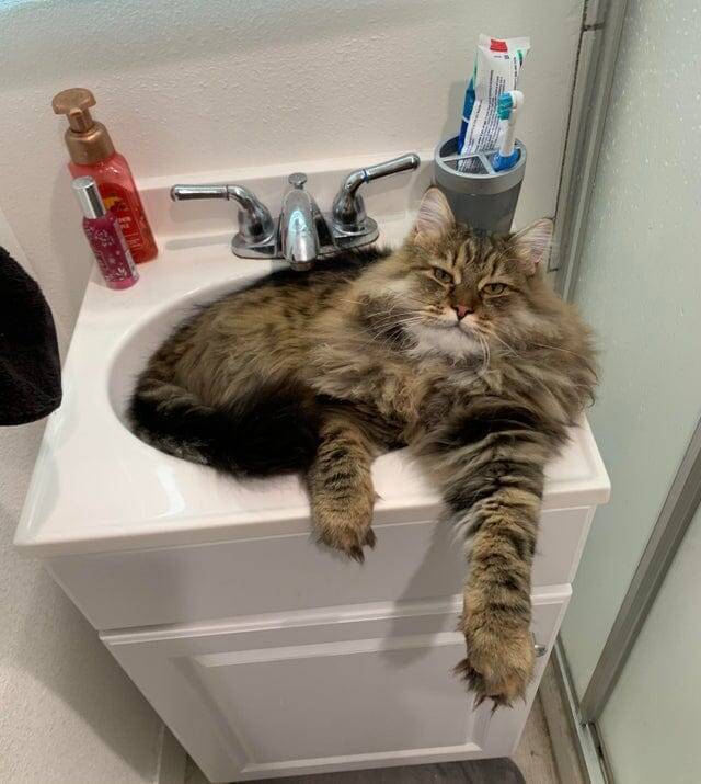 Полная раковина кота