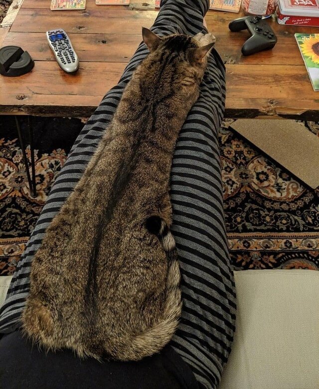 Вырос в длину, а не в ширину