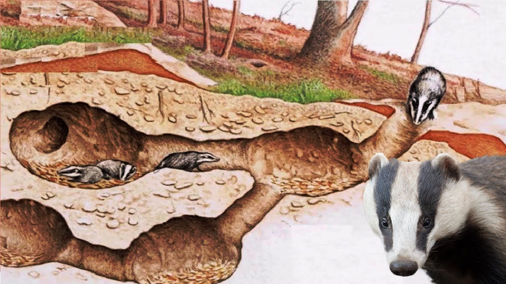 Барсук: обитает по всей России, но вы его не встретите