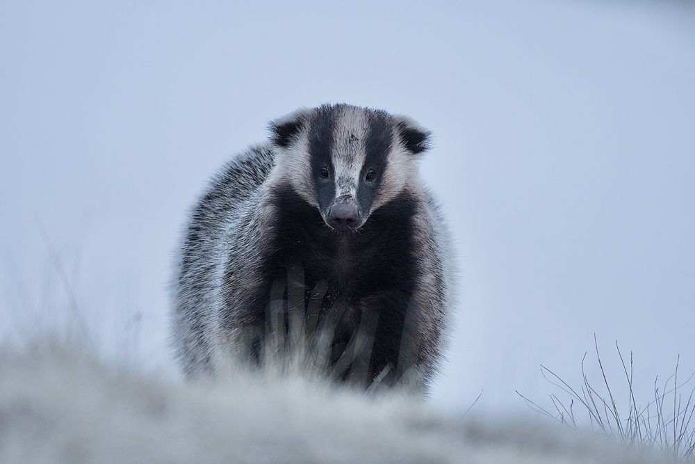 Барсук: обитает по всей России, но вы его не встретите