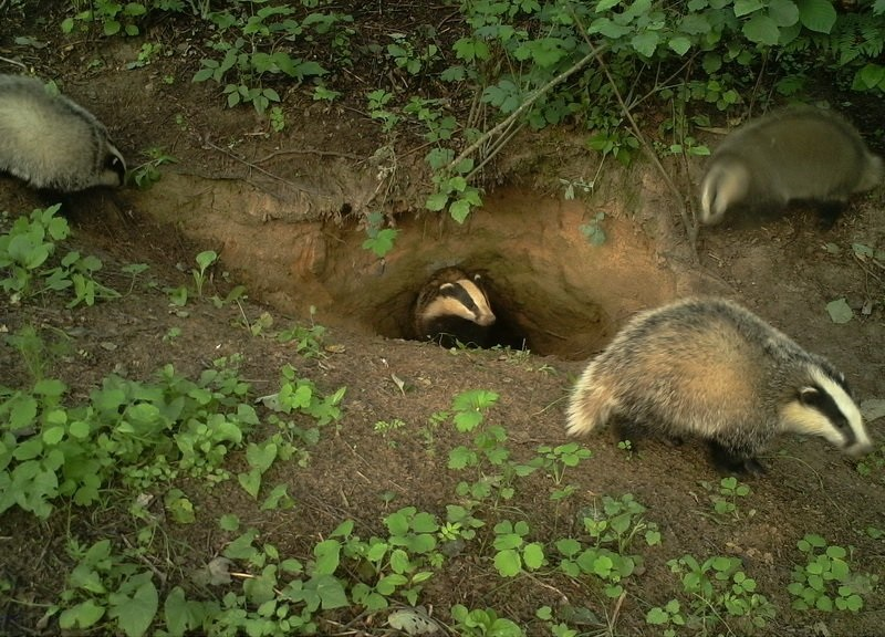 Барсук: обитает по всей России, но вы его не встретите