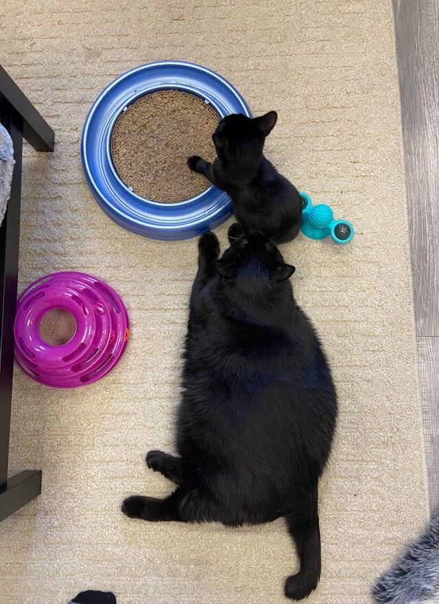 Большой кот и кот поменьше