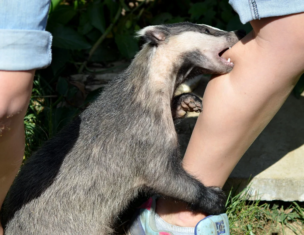 Барсук: обитает по всей России, но вы его не встретите