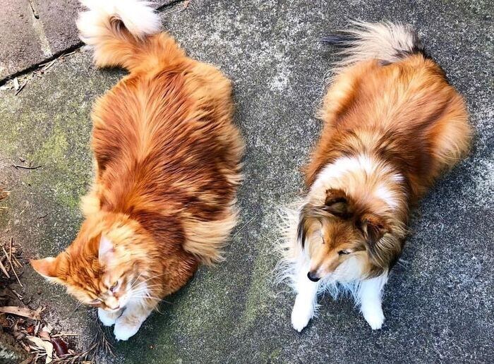 Собака явно проигрывает в размерах