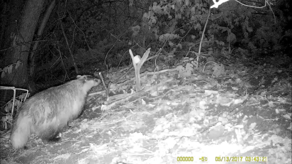 Барсук: обитает по всей России, но вы его не встретите