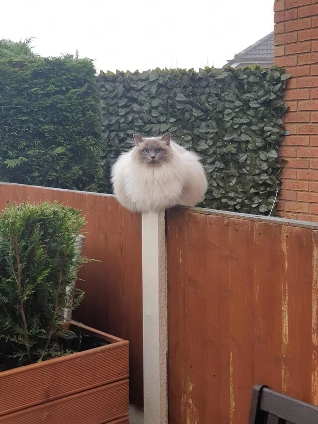 Какая симпатичная горгулья