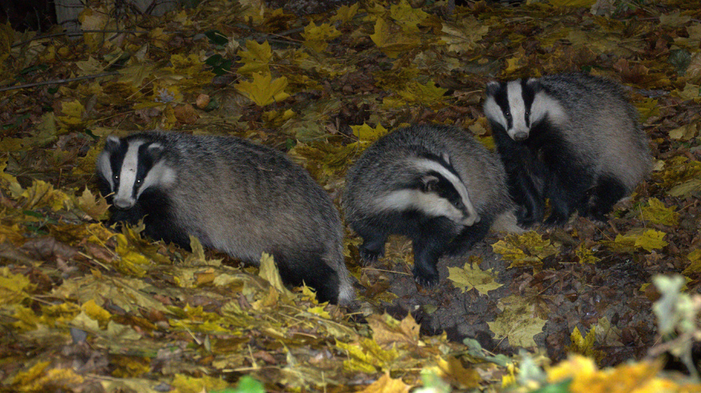 Барсук: обитает по всей России, но вы его не встретите