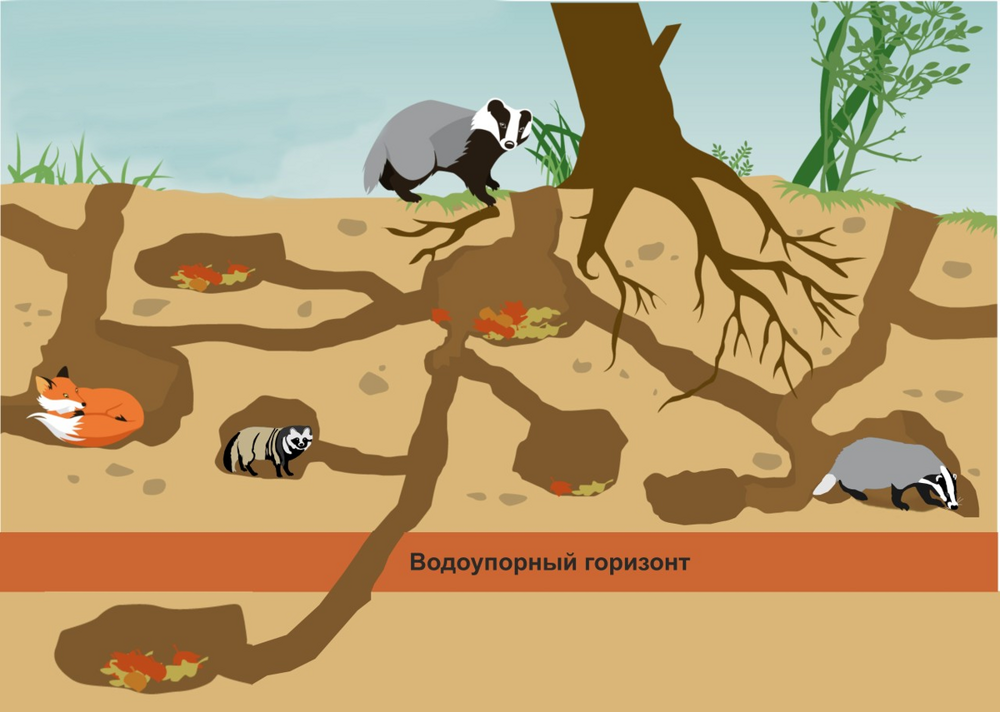Барсук: обитает по всей России, но вы его не встретите