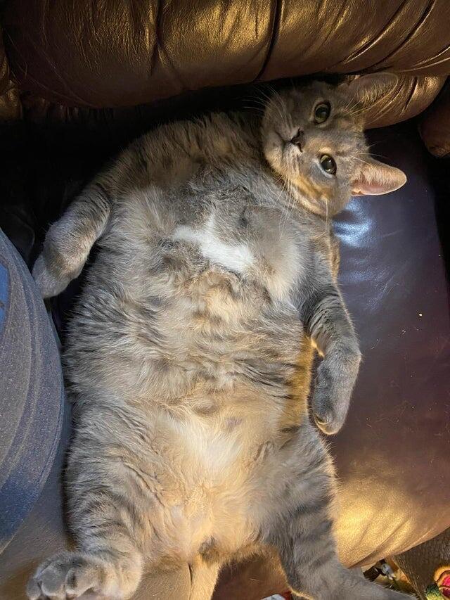 Большой пушистый ребёнок