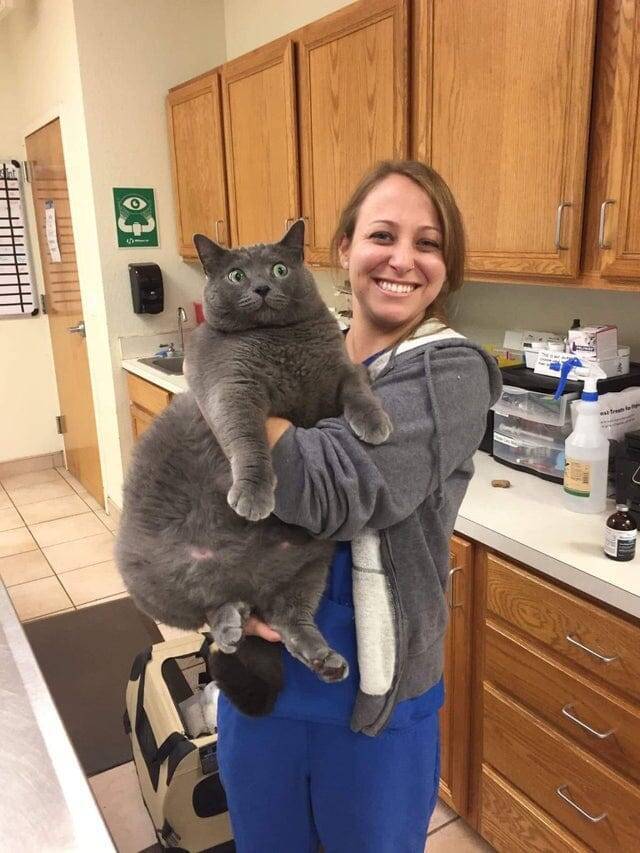 Кот сам в шоке от своих размеров