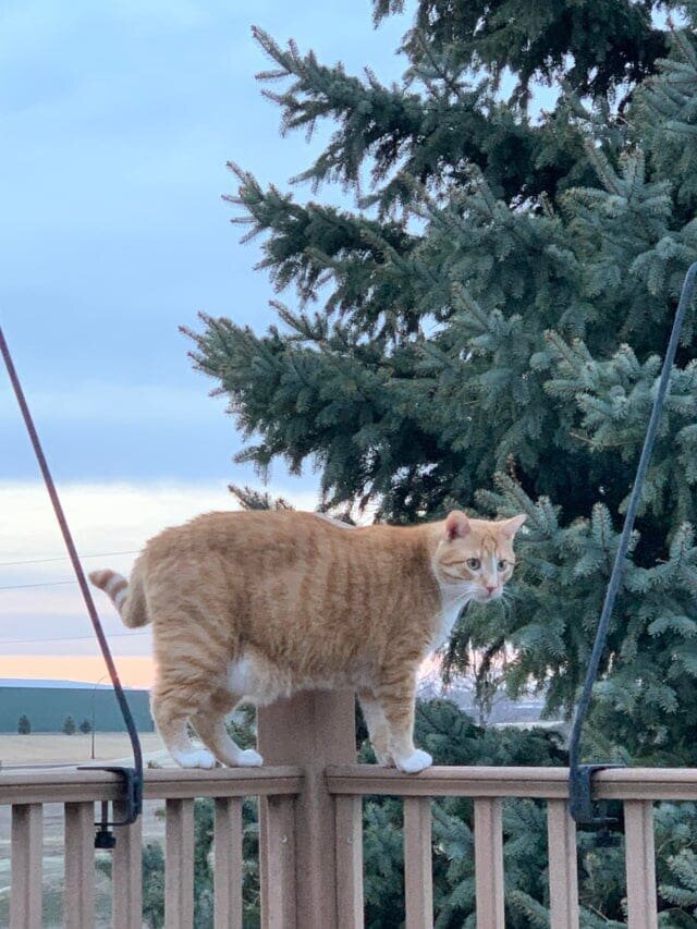 8 килограммов рыжей милоты