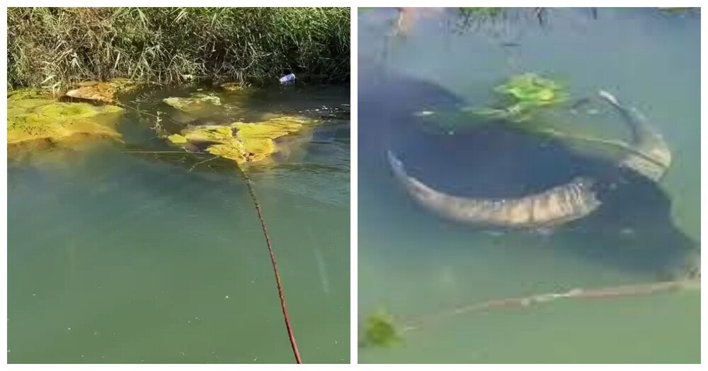 Индийский водяной буйвол — удивительный ныряльщик, способный проводить под водой до пяти минут