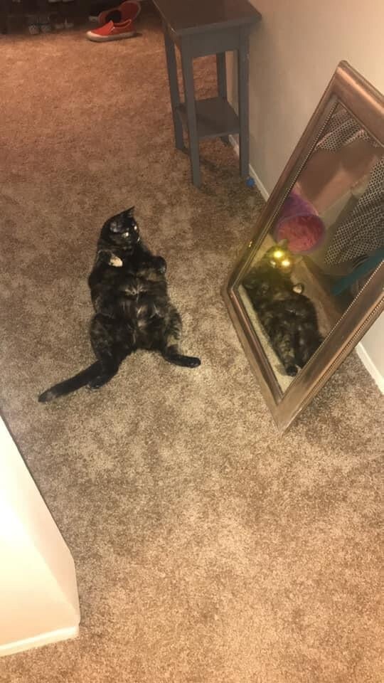 30. Привет из Зазеркалья